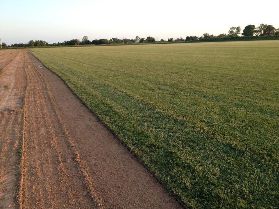 Sod field with a freshly harvested strip