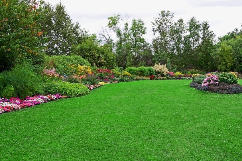 Deep green lawn bordered by flower beds