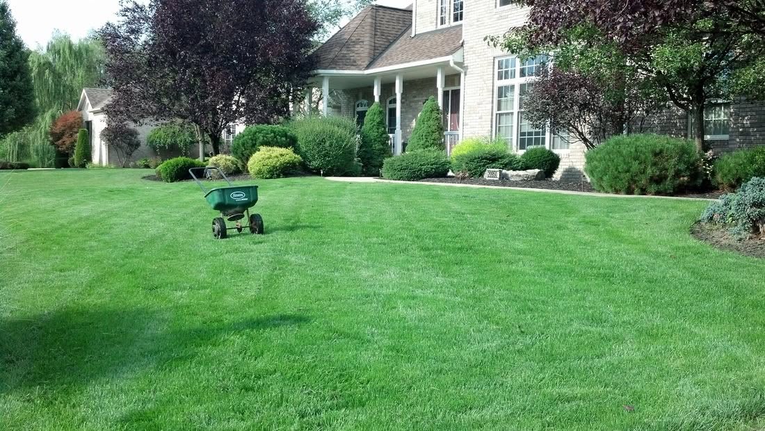 Thick bermuda front lawn with a broadcast spreader
