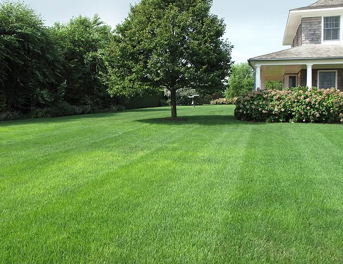 Established zoysia lawn with mowing stripes in front of a two-story home