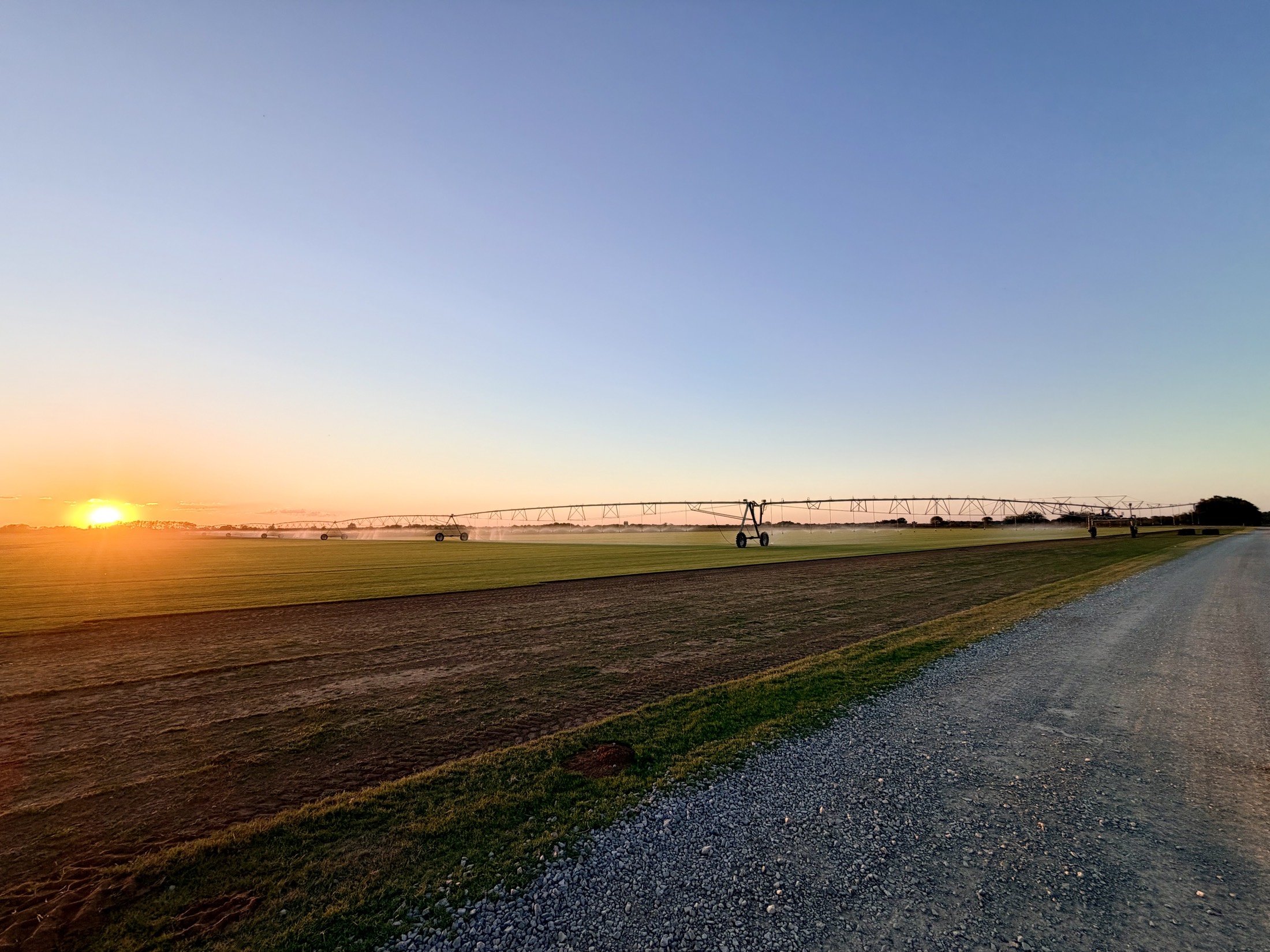 Pivot spans watering the field at dawn